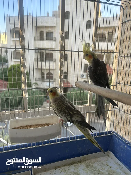جوزين كوكتيل منهم وايت فيس شغالات فحل ايزابيل والطيرة كريمي جامبو وجوز ايزابيل
