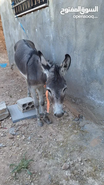 حمار للبيع في ماركا