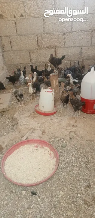 فرريج البيع