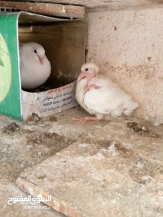 حمام مالطي وفرنسي لاحم للبيع