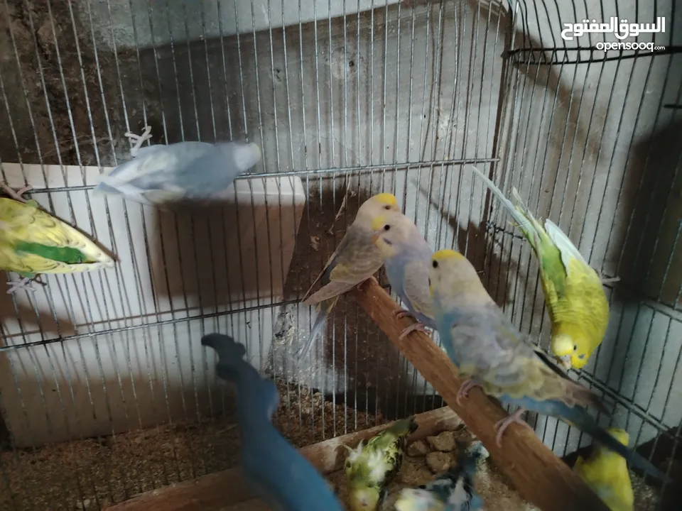 طيور حب رينبو وهوقو رومو للبيع