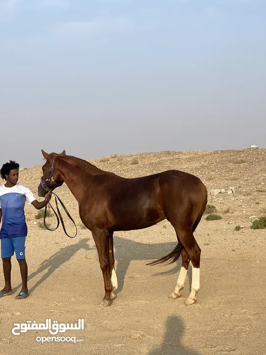 خيل عربي للبيع