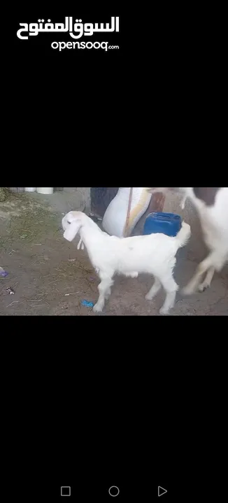 عنز وراها سخله بيضا برصا مميزه