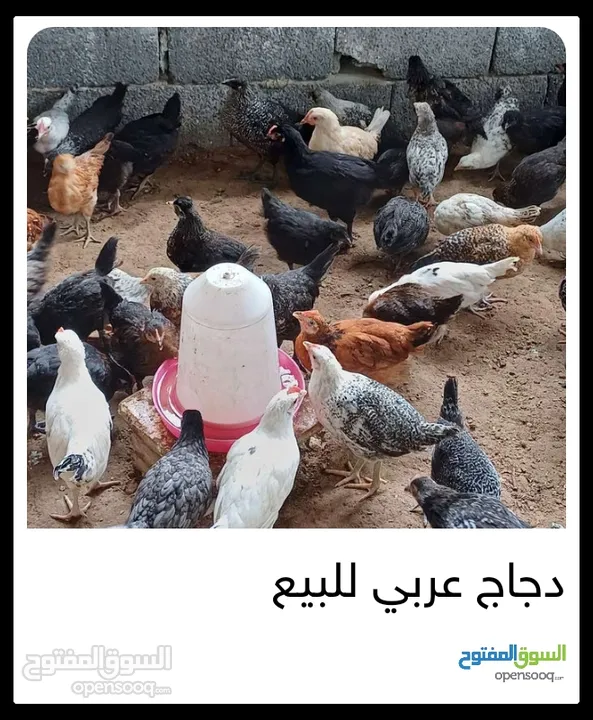 دجاج عربي للبيع