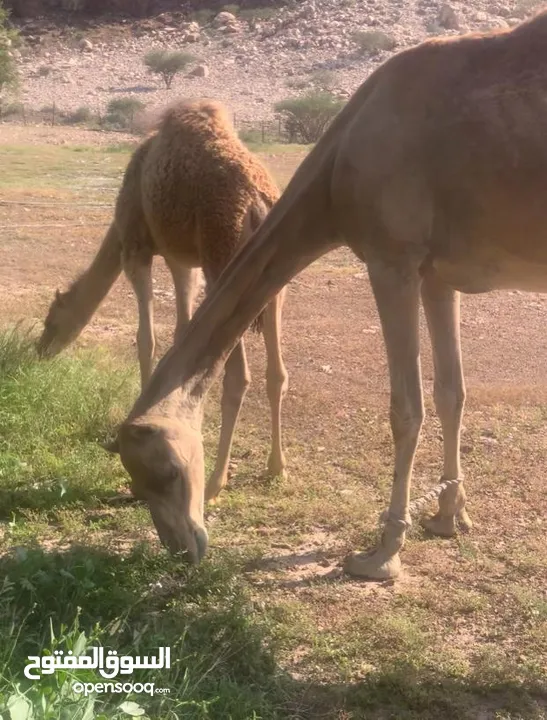 ناقة عزوف تحتها قعود