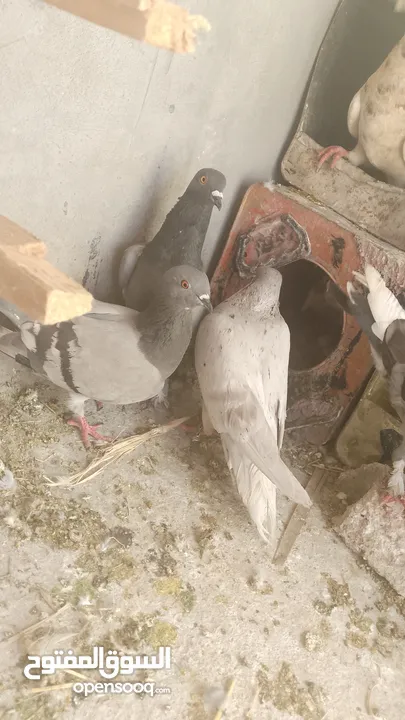 فارس .بدري