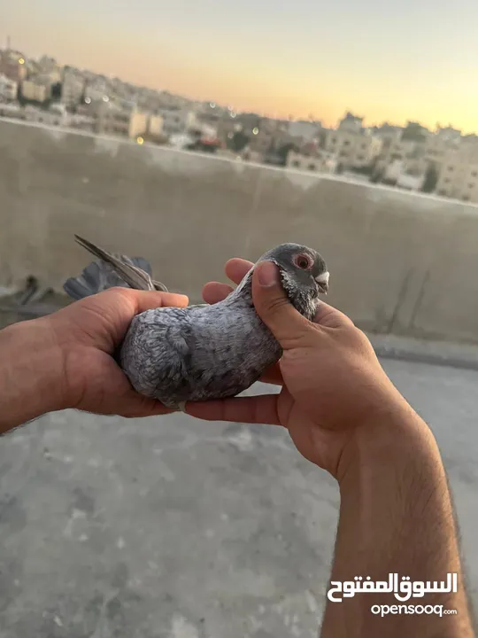 تنظيف سطح جوزين بسعر حرق