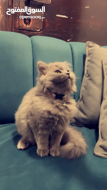 قطه بريطاني انثى لونها سكني