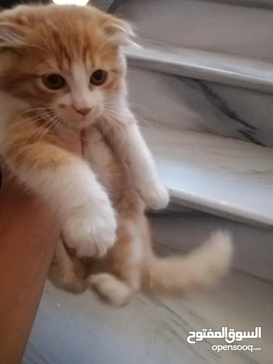 قط للبيع مع اغراضه