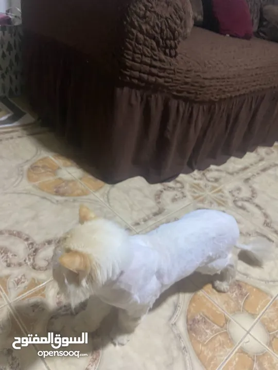 بسم الله ما شاء الله متاح ذكر هيمالايا اورنج تفرجانيه للبيع بسبب التزاوج كثير لعوب وهادي اقرا الوصف