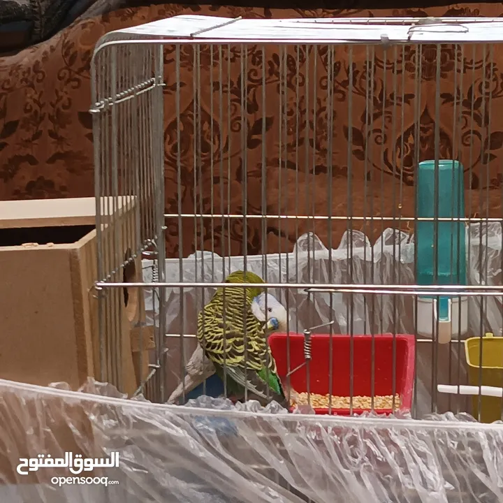 بسمله الرحمان الرحيم زوج تحتيهن ثلث فراخ   ويجي معهن ثلاثت أناث واحد ذكر بصلاة على النبي