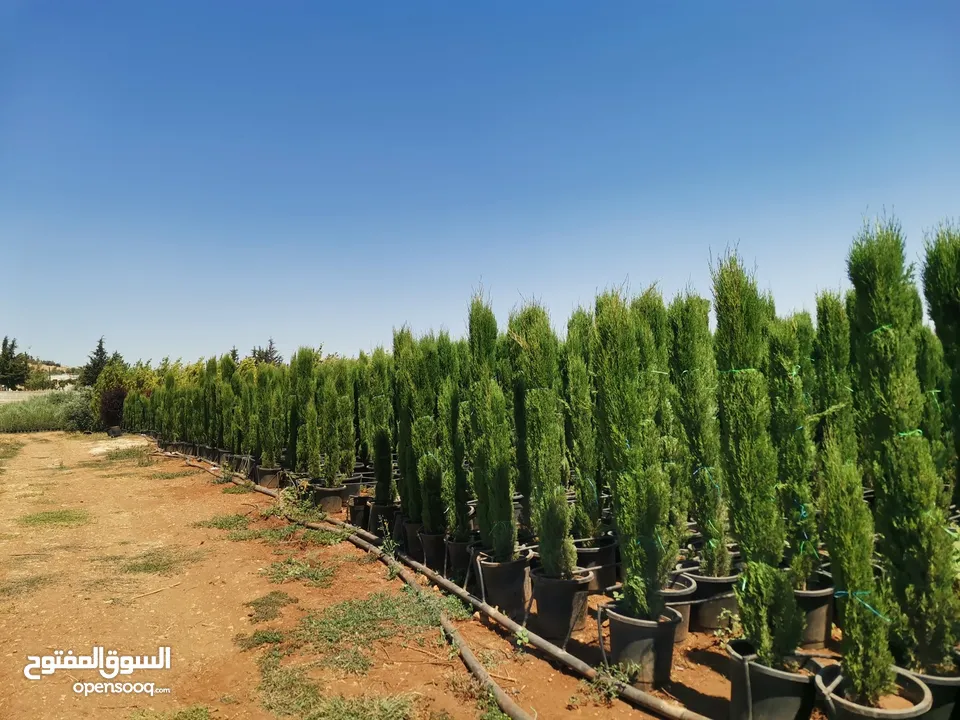 سرو توتم إيطالي الأصلي