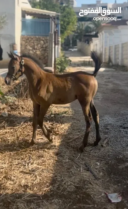 مهر عربي اصيل