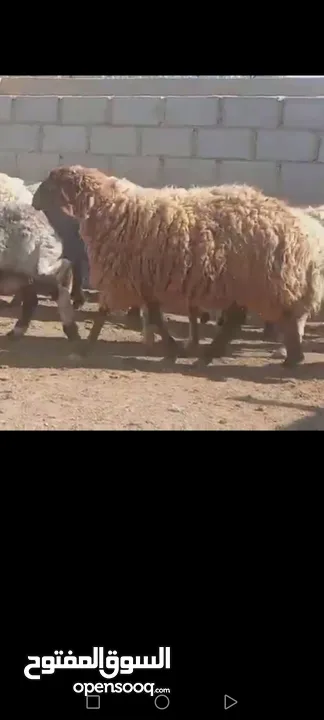 حلال نخب لحم ومقنوي بلدي وشروط الظحيه الله يتقبل من الجميع