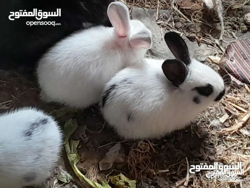 ارانب فرنسيه اعمار مختلفه عمرشهر 3دنانير
