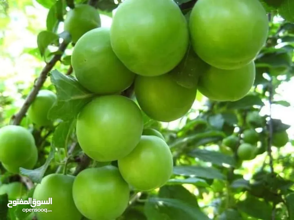 أشجار زينه أشجار مثمرة ورود بجميع الانواع توصيل لباب بيتك