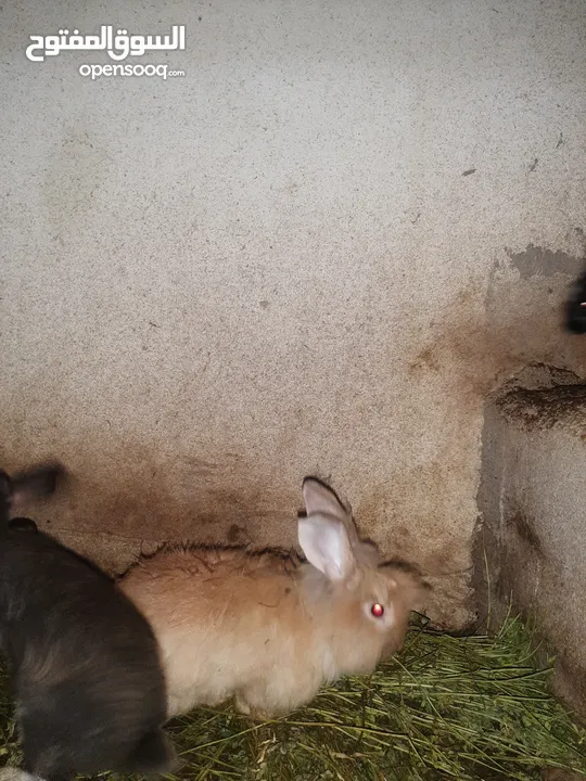 للبيع أرانب هولنديات عمانيات جاهز للإنتاج