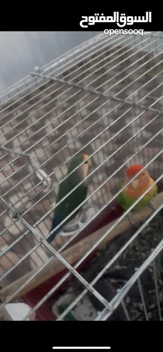 روز ذكر وانثى