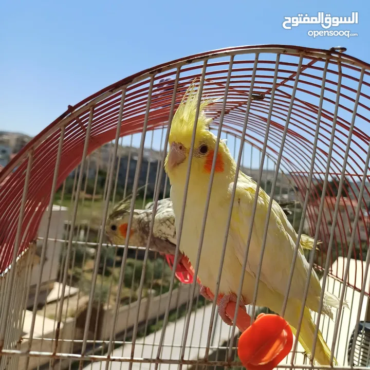 عصافير كوكتيل للبيع حبات جامبو ونضيفه
