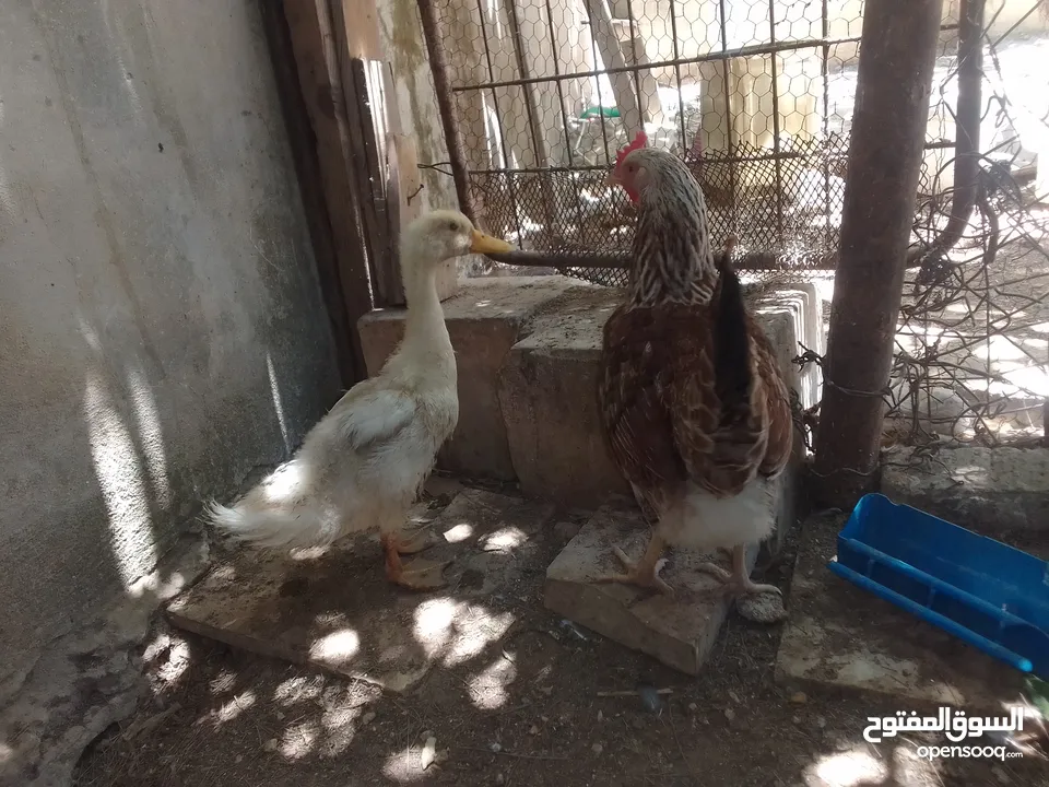 كنار وحمام واقفاص بسعر مغري
