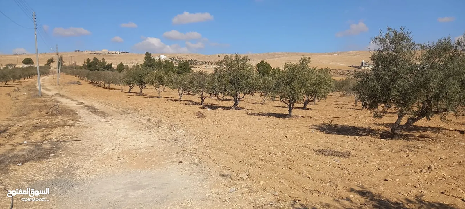 مزرعة زيتون للبيع