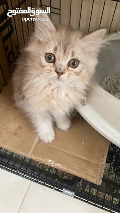 3 months old mix persian kitten