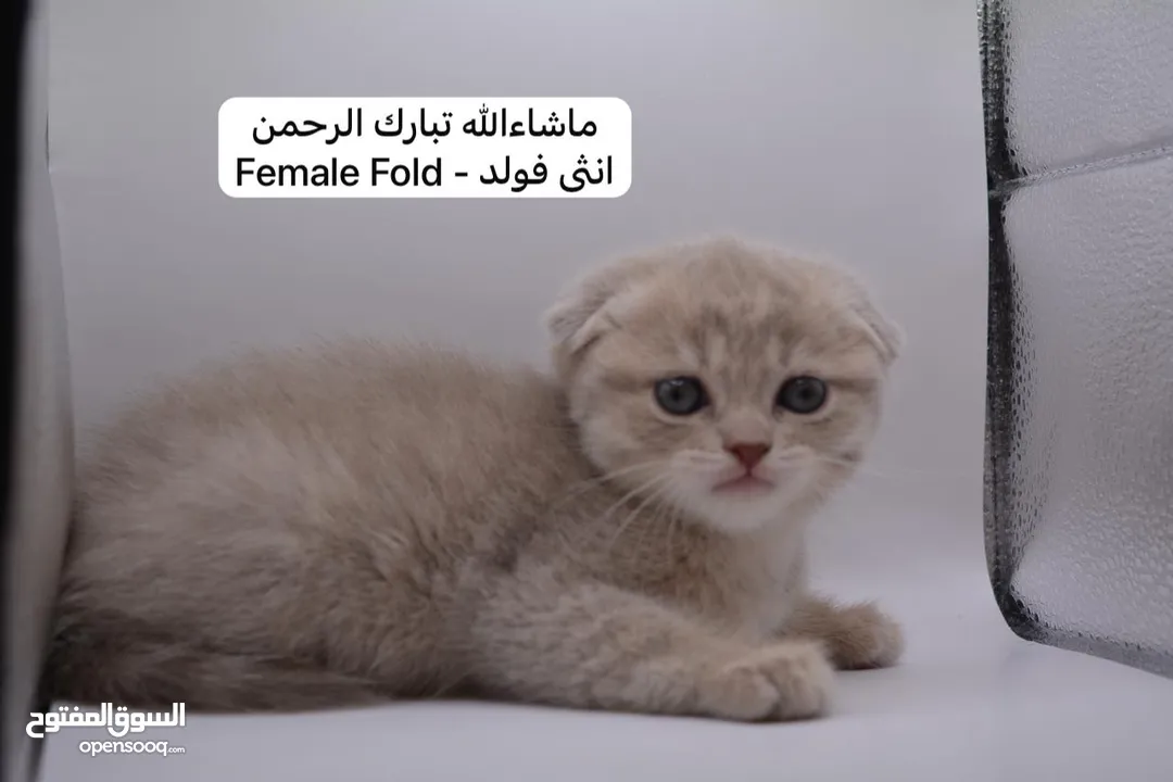 سكوتش كيتن فولد وستريت الوان مميزه ليلك ومشمشي وغيرها 15 كيتن