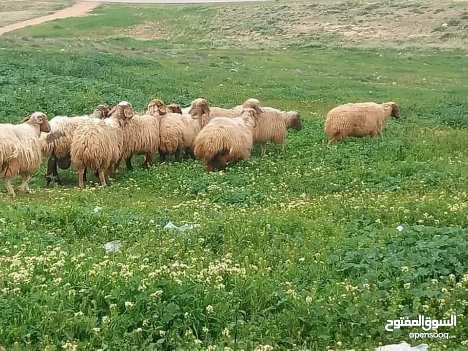 نبدأ بصلاة عل رسول الله  يوجد لدينا جميع انواع الذبائح البلديه- خراف - كباش_اغنام_ اوزان من 40ولغاية