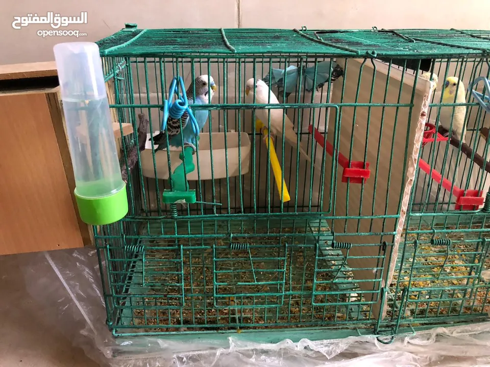 جوزين طيور حب مع قفص قابل لا التقسيم و كوخين