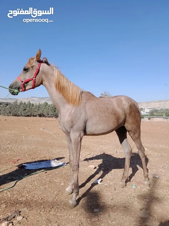 مهره عربيه نخب النخب بدون ورق