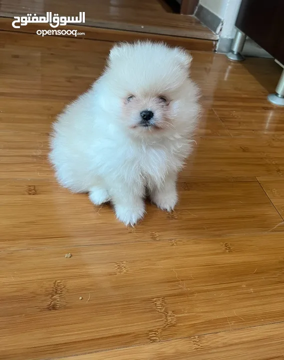 Pomeranian Male