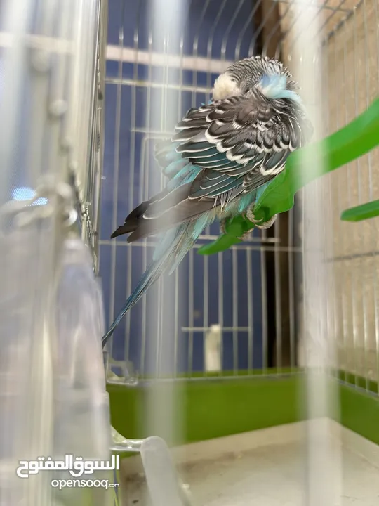 طائر حب نادر أليف  A rare love bird