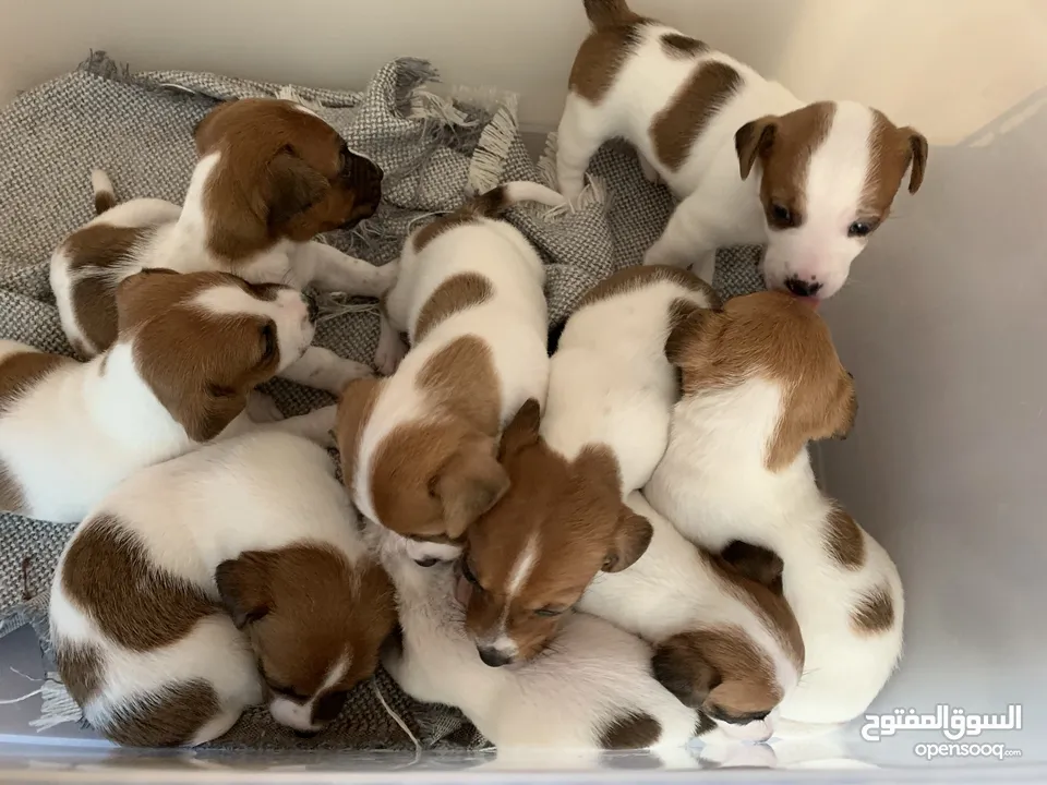 Jack Russell puppies