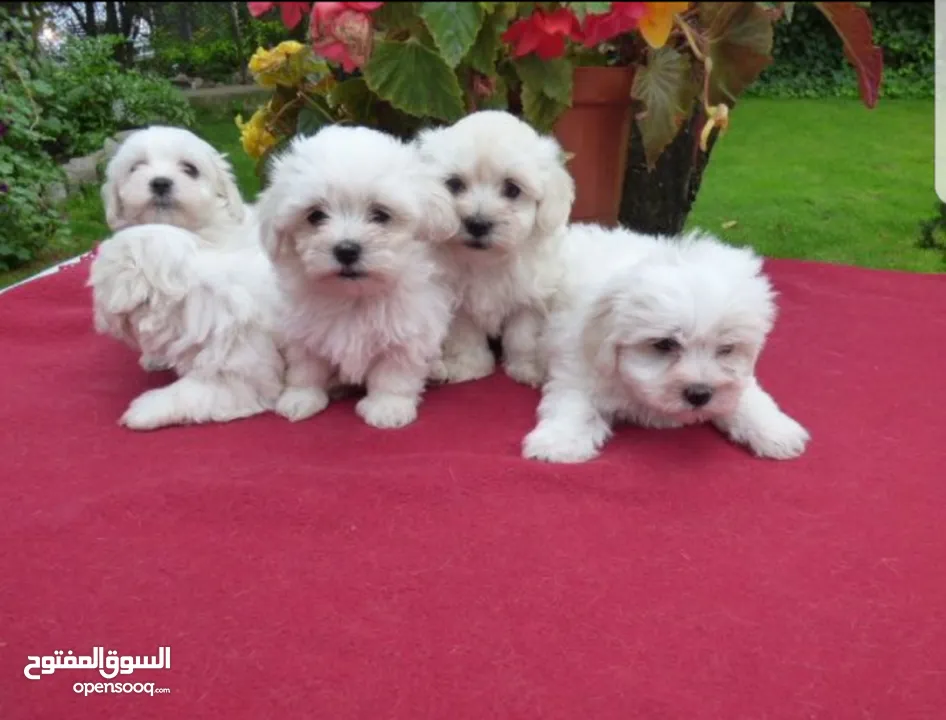 STUNNING PAIR OF MALTESE PUPPIES FOR ADOPTION