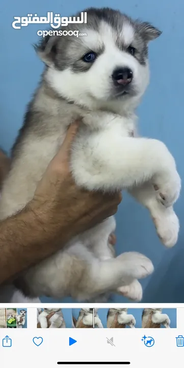 Husky wooly coat female puppy