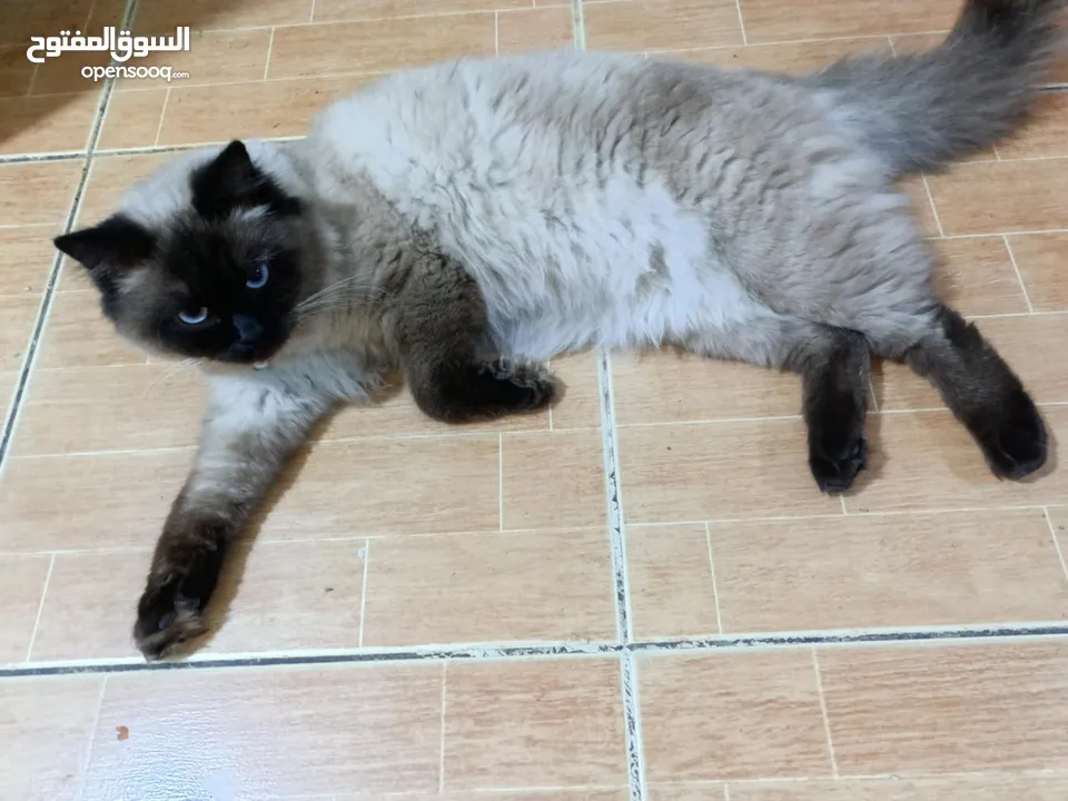قط سيامي للبيع