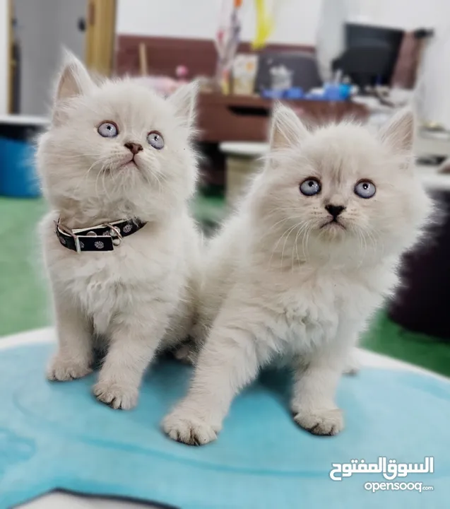 همالايا اقرا الوصف