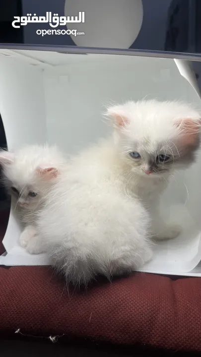 شيرازي بيور pure Persian cats