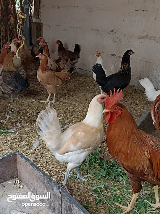 دجاج عمانيات كبار مال بيض