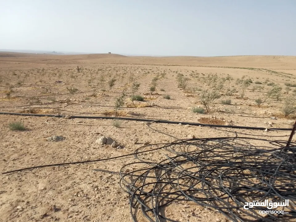 عشره دنمات للبيع