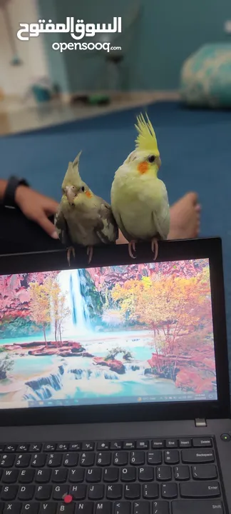 love bird, cockatiel, familiar, breeding pairs, male female