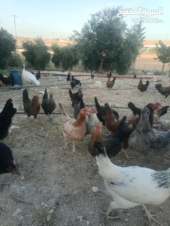 صيصان بلدي