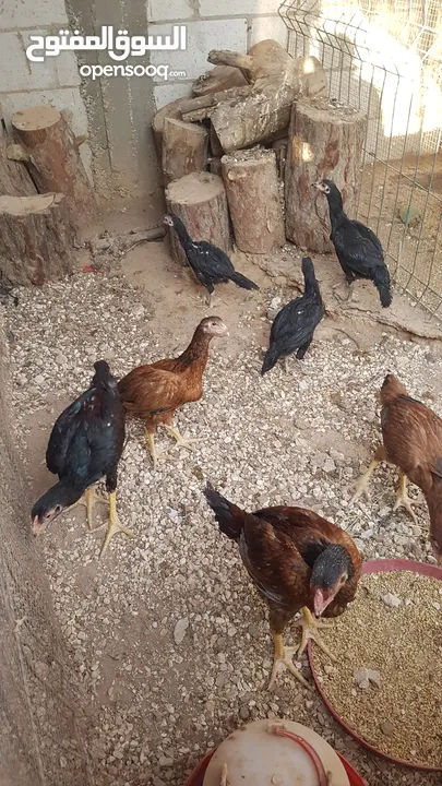 دجاج بكستاني