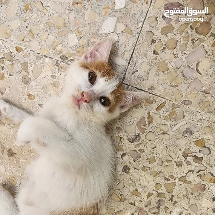 قطط للتبني