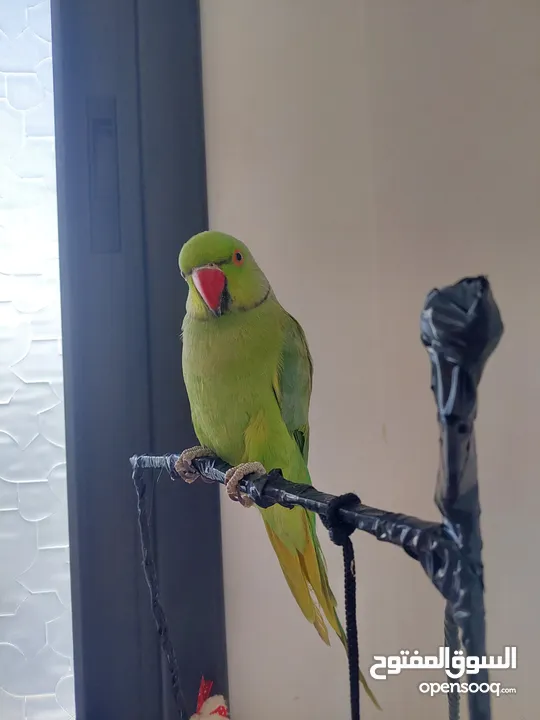 ببغاء درارة هندي ذكر كوكو عمر سنتين مطوق اليف جدا ما بعض نهائي لعوب بحب الاطفال