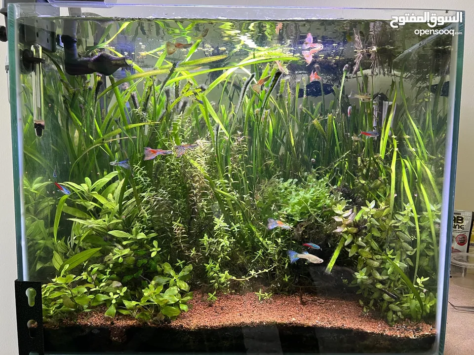 Planted Aquarium for sale