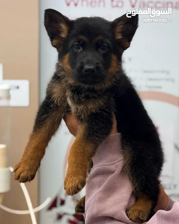 German shepherd puppies يراوه جيرمن شيبرد