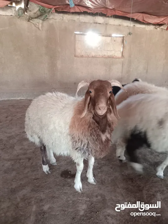 خرفان بلدي اضاحي