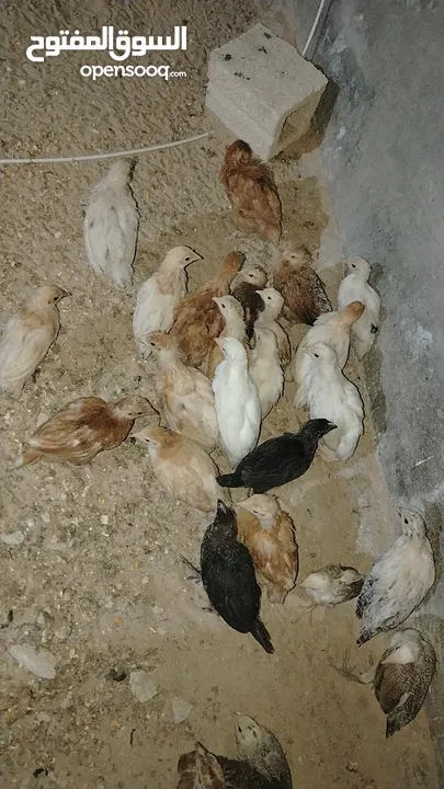 صوص لوهمان وبلدي