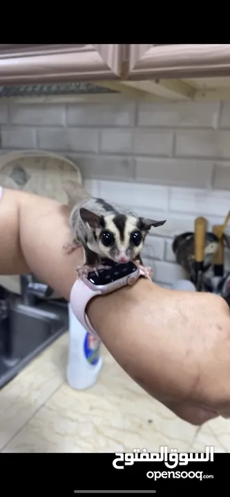 Suger glider السنجاب الطائر للبيع